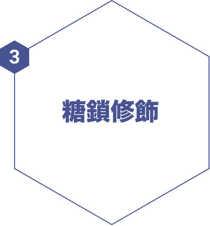 糖鎖修飾